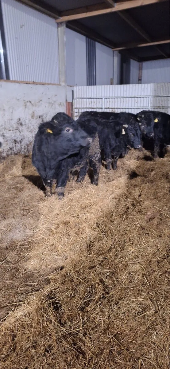 3 dexter bullock - Image 2