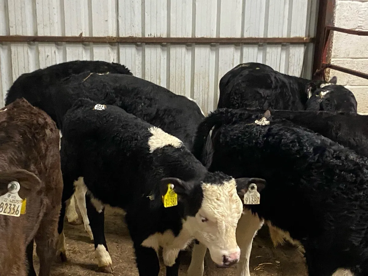 10 Super Strong Bull Calves - Image 1