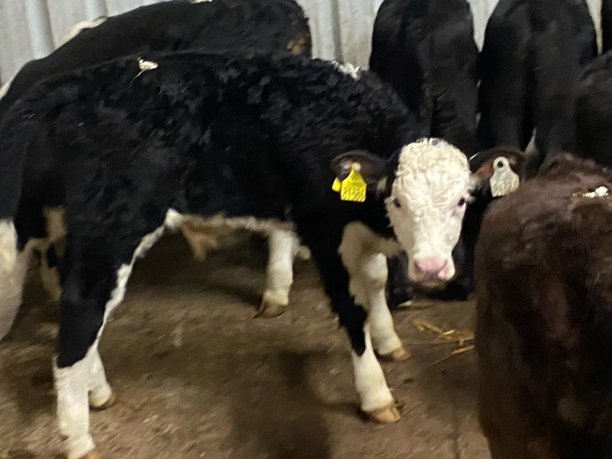 10 Super Strong Bull Calves - Image 2