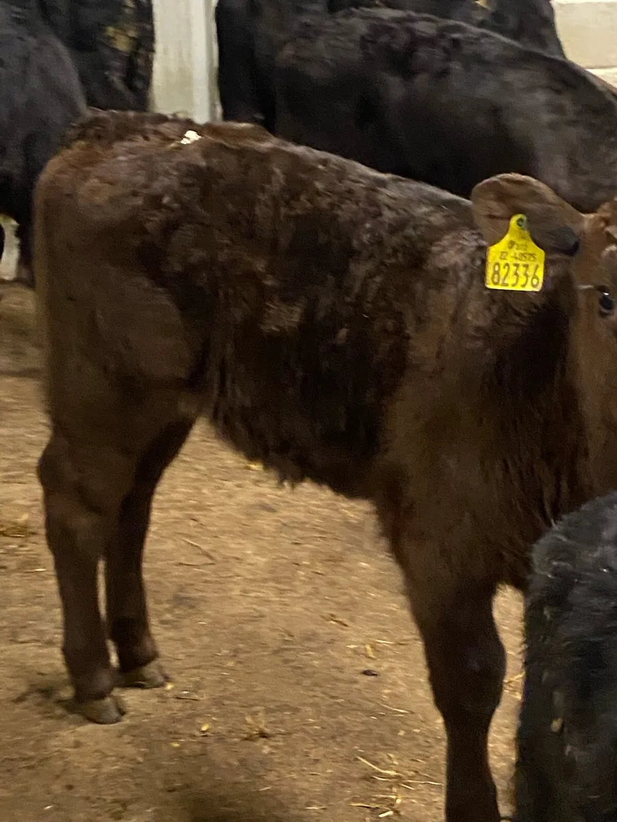 10 Super Strong Bull Calves - Image 4