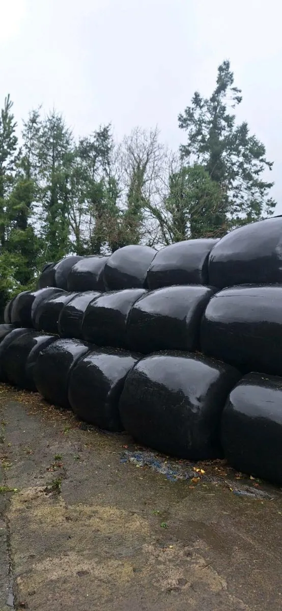 Silage - Image 2