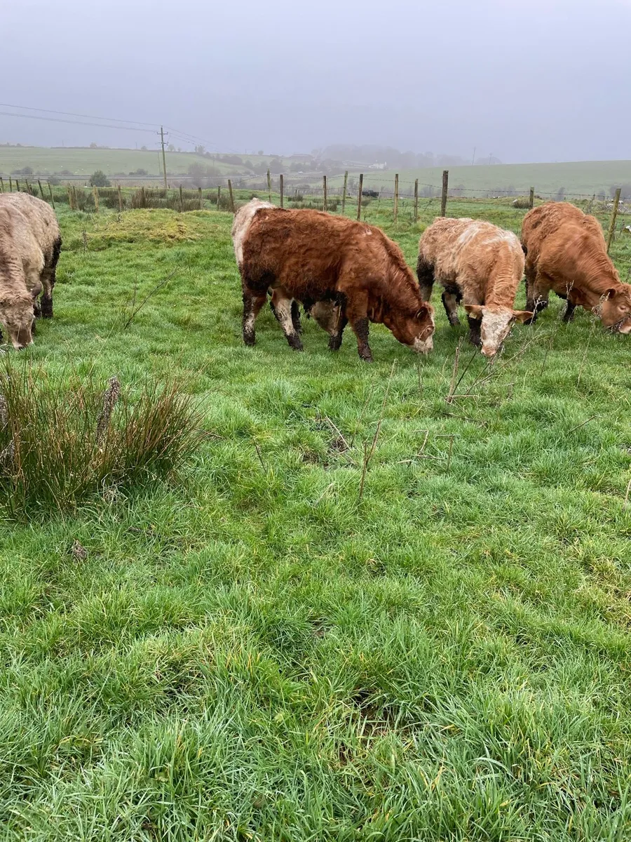 Weanling Bullocks - Image 4