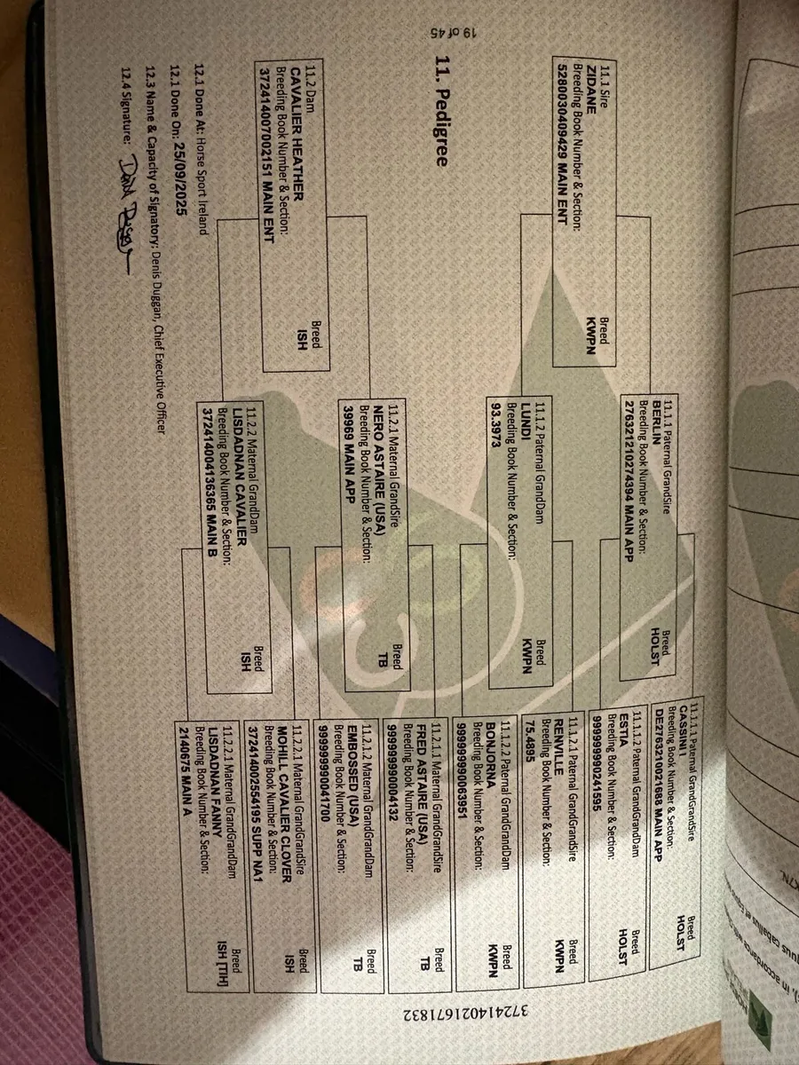 Sports horse filly foal - Image 2