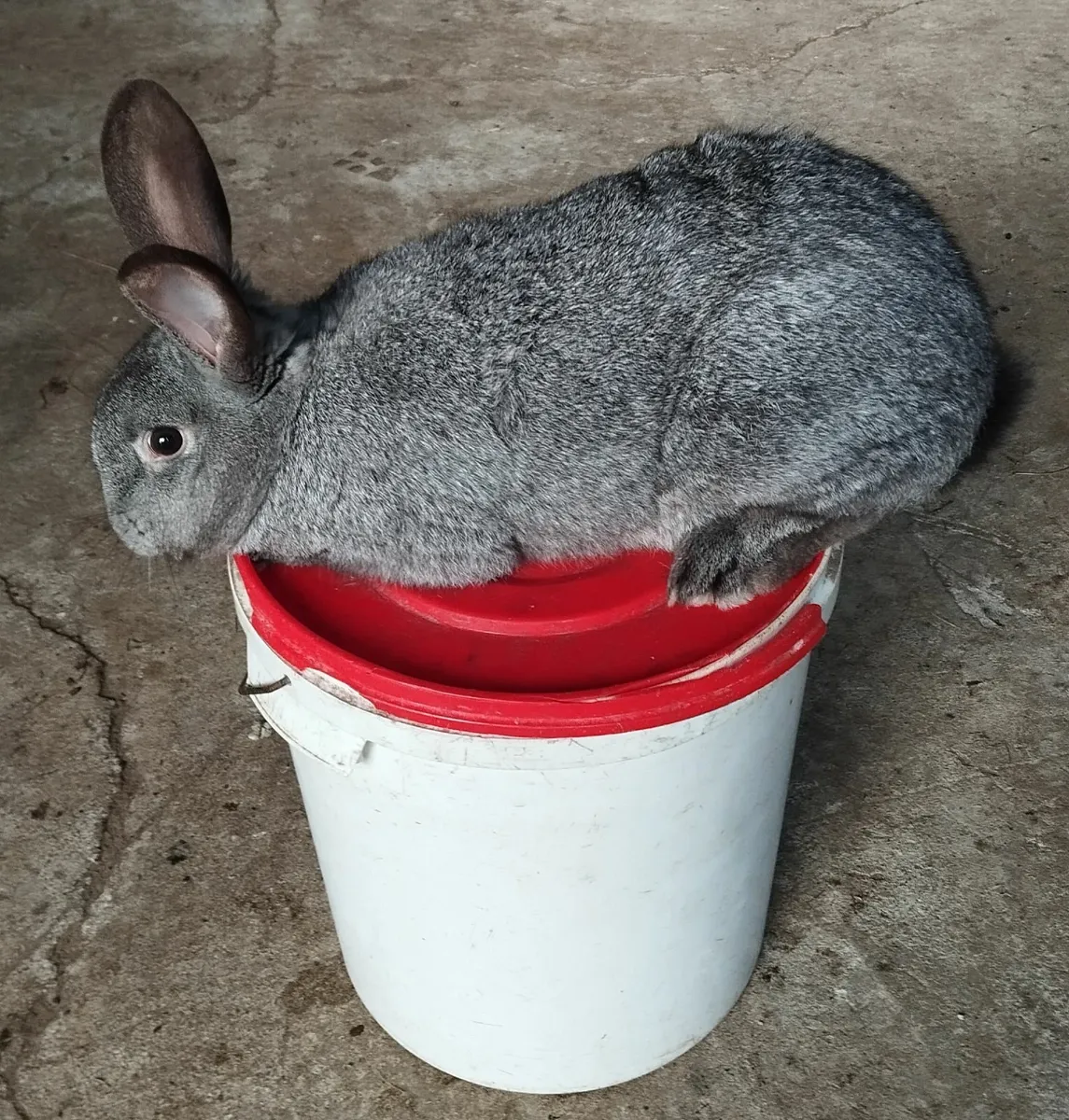 Rabbit - Image 1