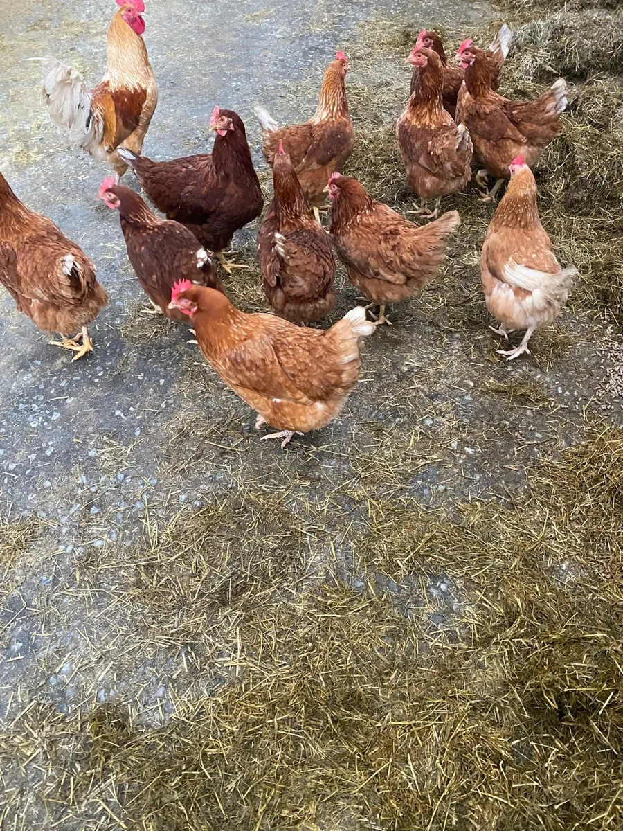 Rhode Island hens - Image 2