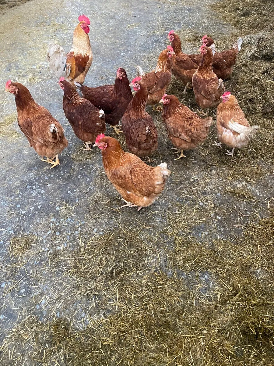 Rhode Island hens - Image 3