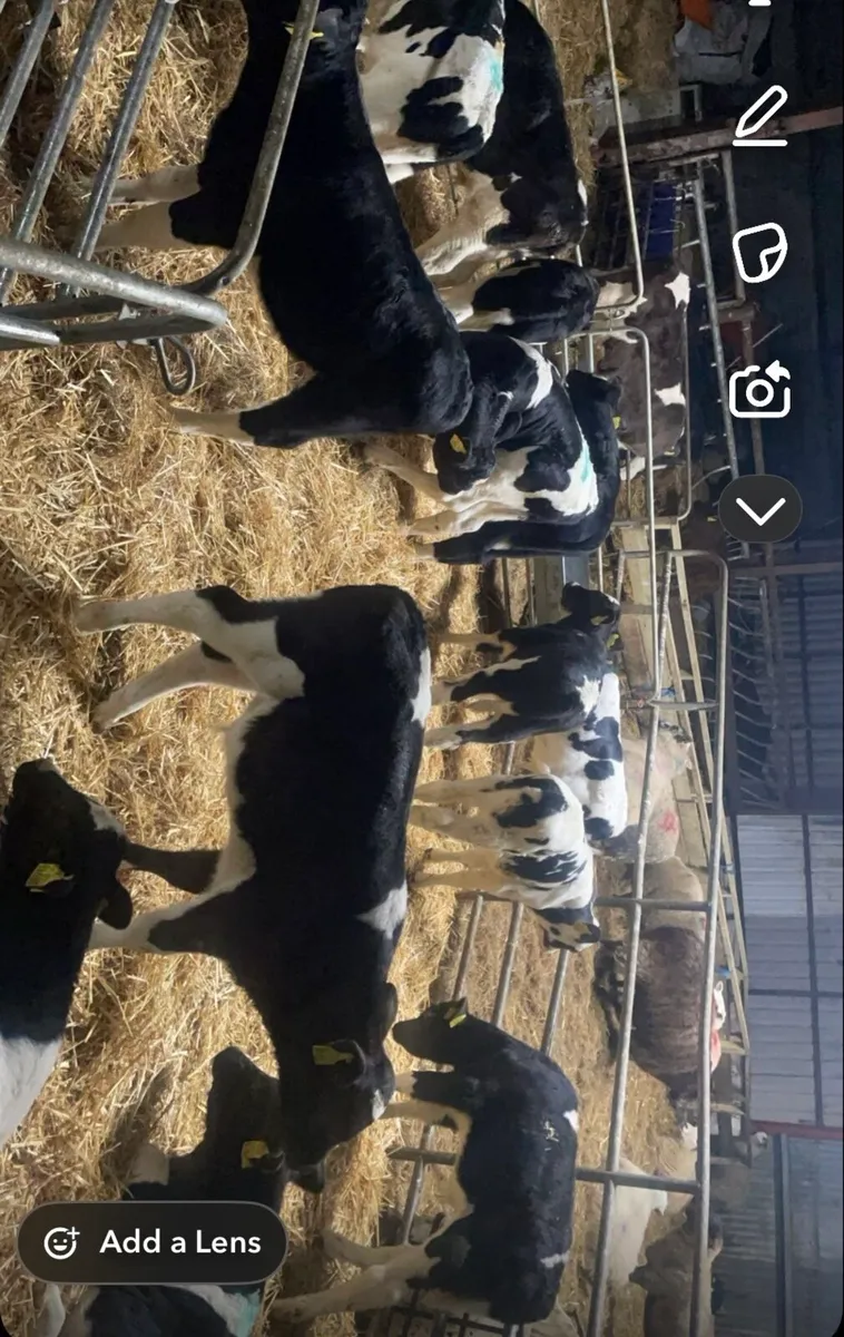 20 super British fr bull calves for sale - Image 1