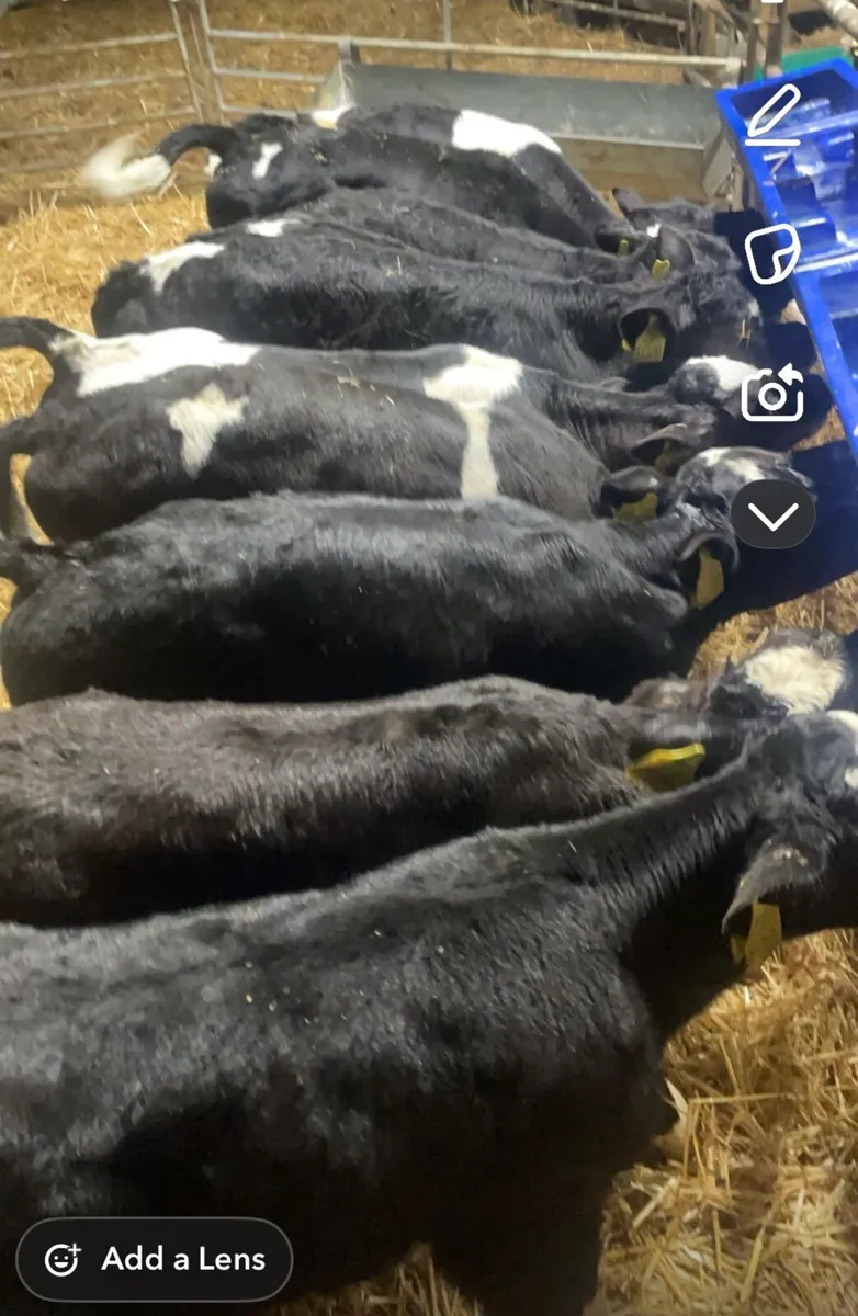 20 super British fr bull calves for sale - Image 2