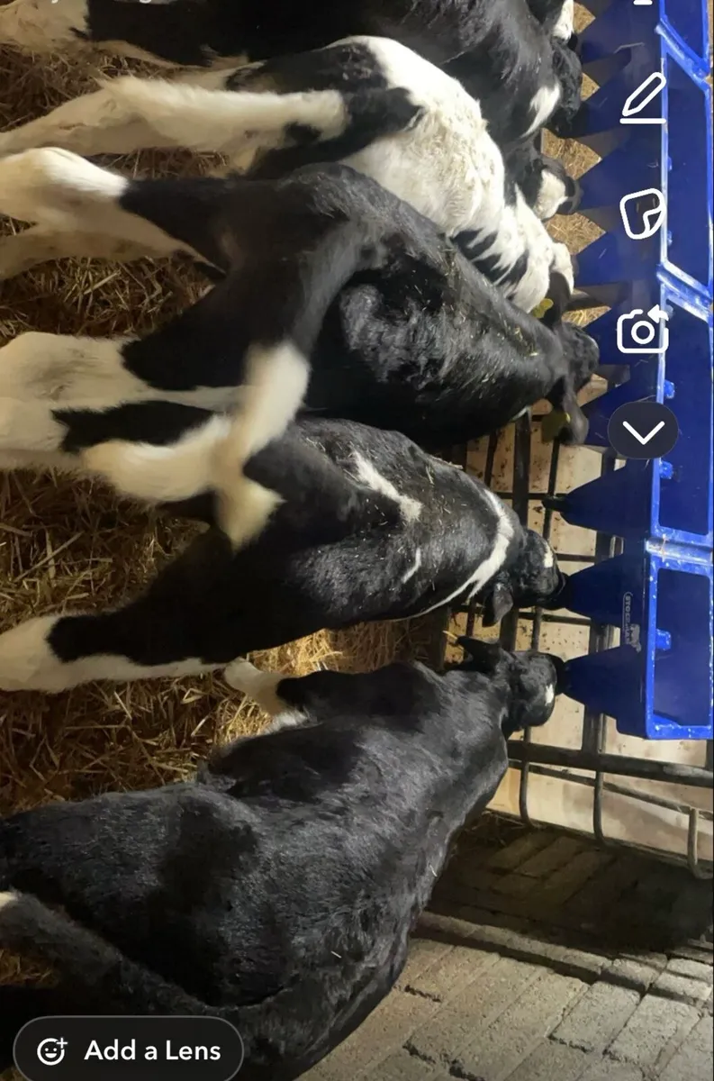 20 super British fr bull calves for sale - Image 3