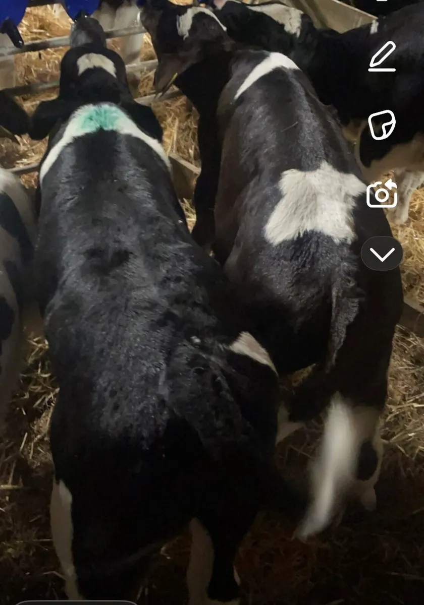 20 super British fr bull calves for sale - Image 4