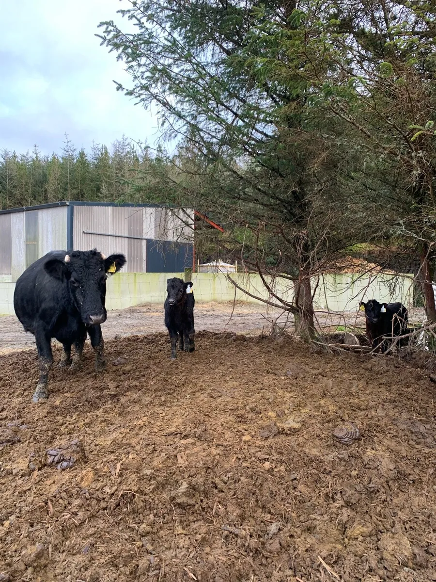 Dexter cows and calves organic - Image 3