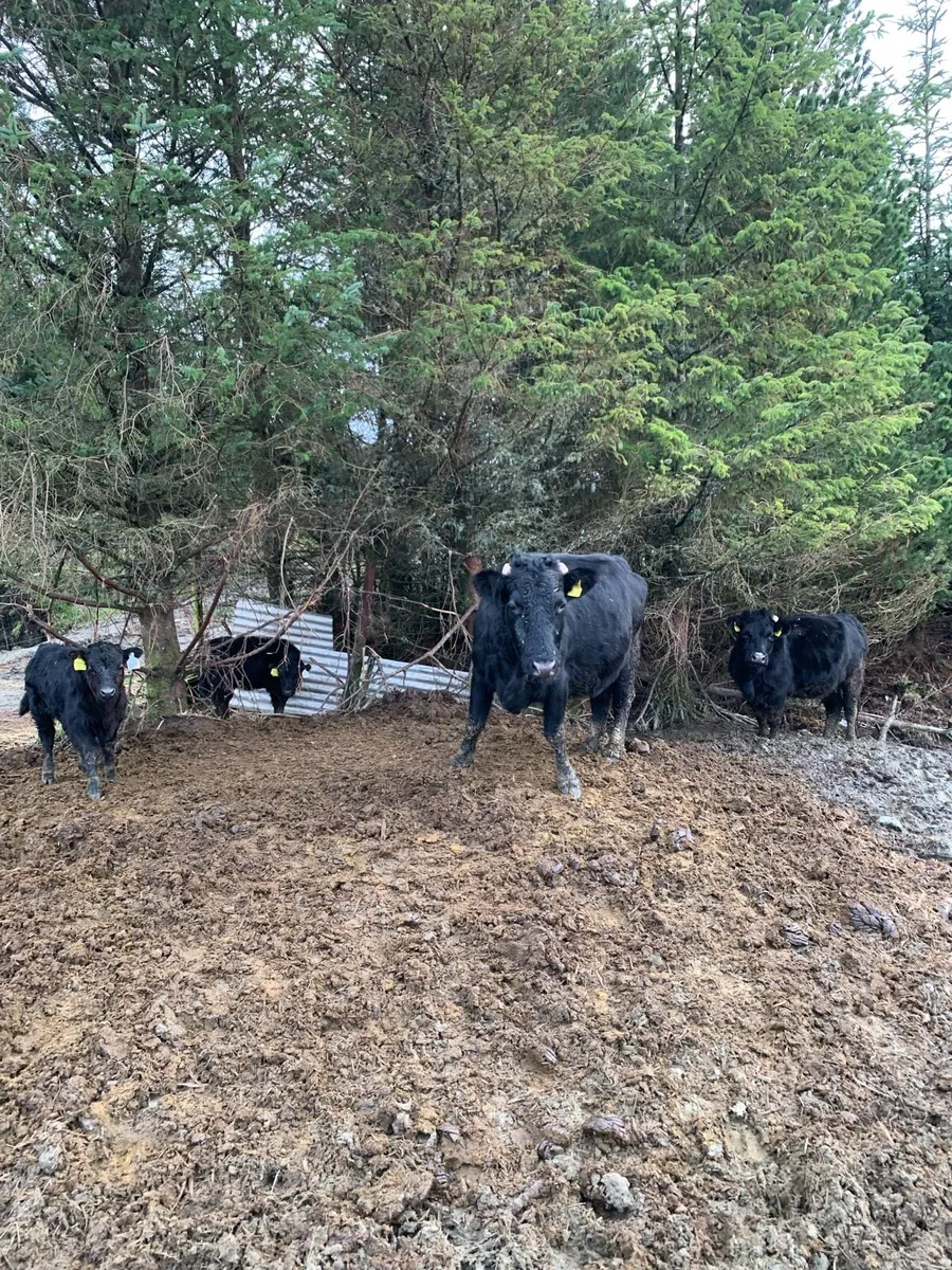 Dexter cows and calves organic - Image 4
