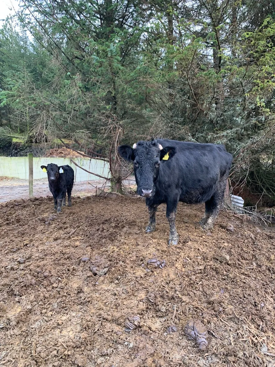 Dexter cows and calves organic - Image 1