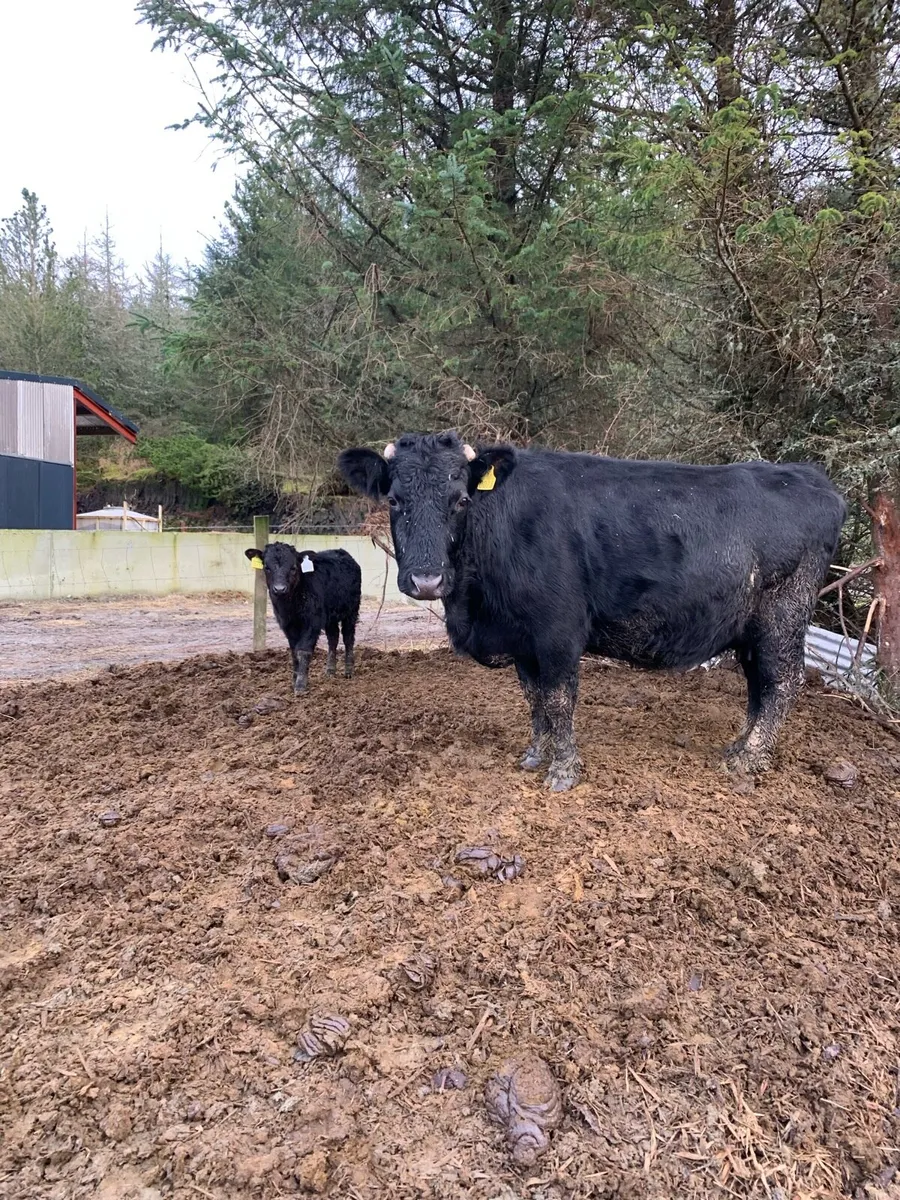 Dexter cows and calves organic - Image 2