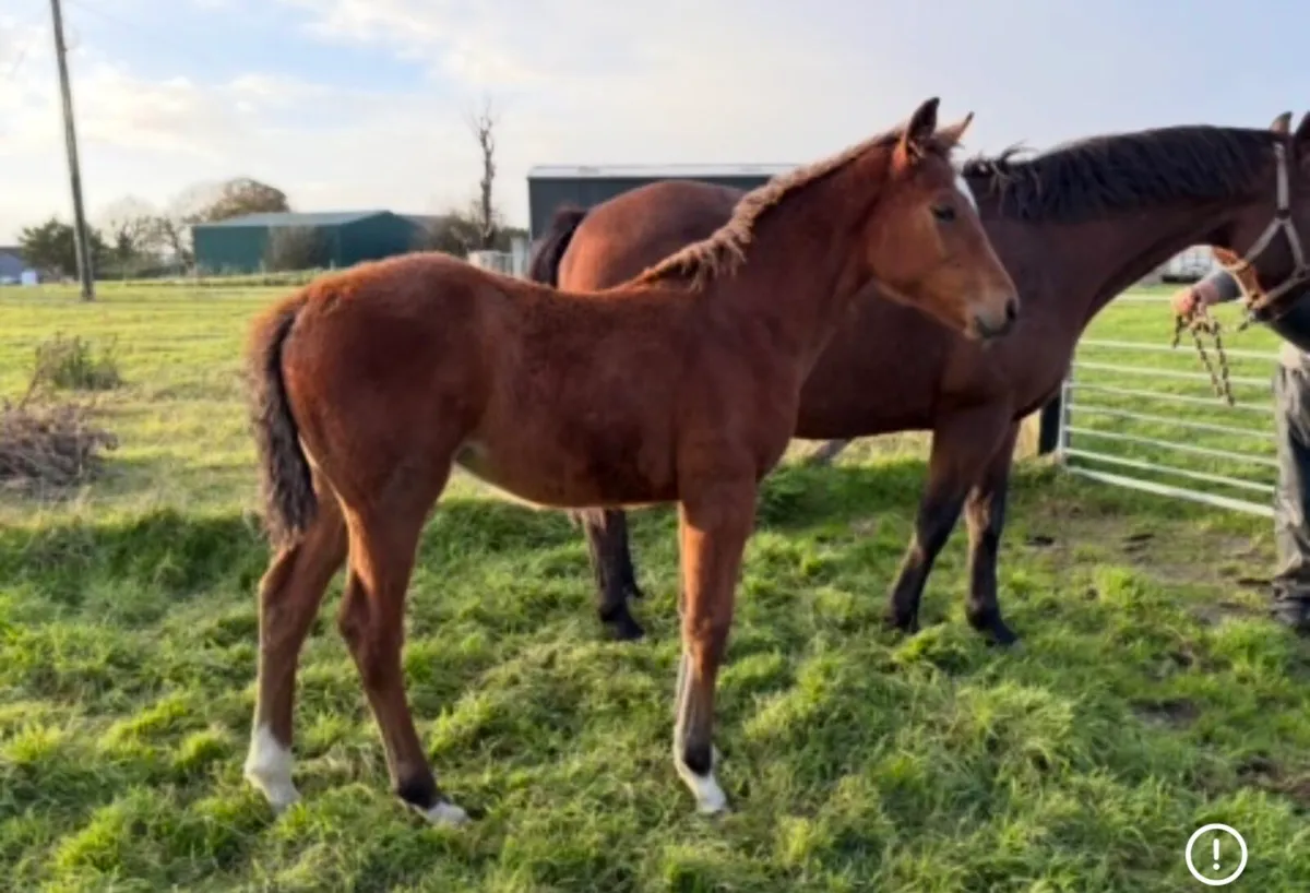 Sports horse filly foal - Image 1