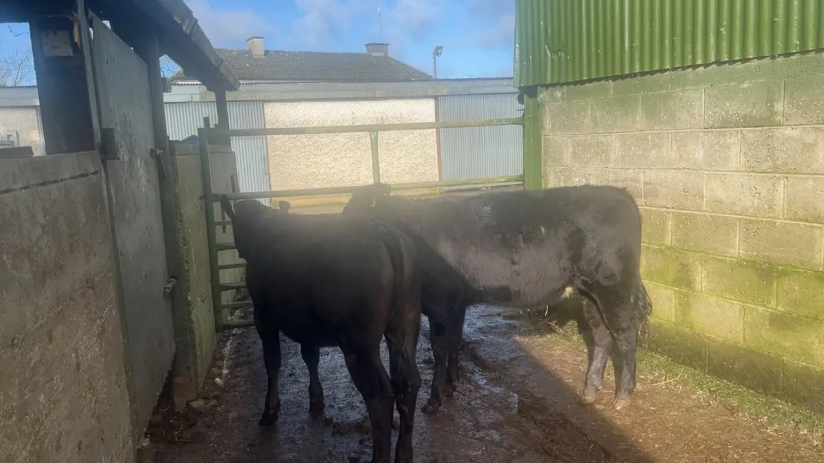 Limousin  heifers - Image 1
