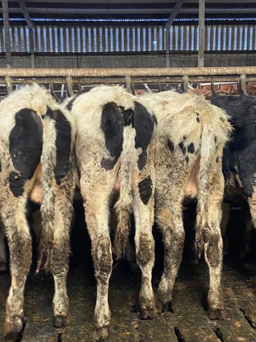⭐️11 super British Freisian bulls⭐️ - Image 4