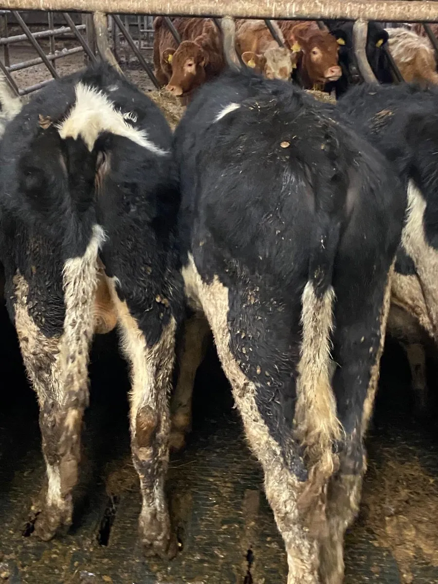 ⭐️11 super British Freisian bulls⭐️ - Image 1