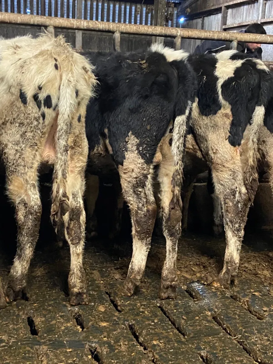 ⭐️11 super British Freisian bulls⭐️ - Image 3