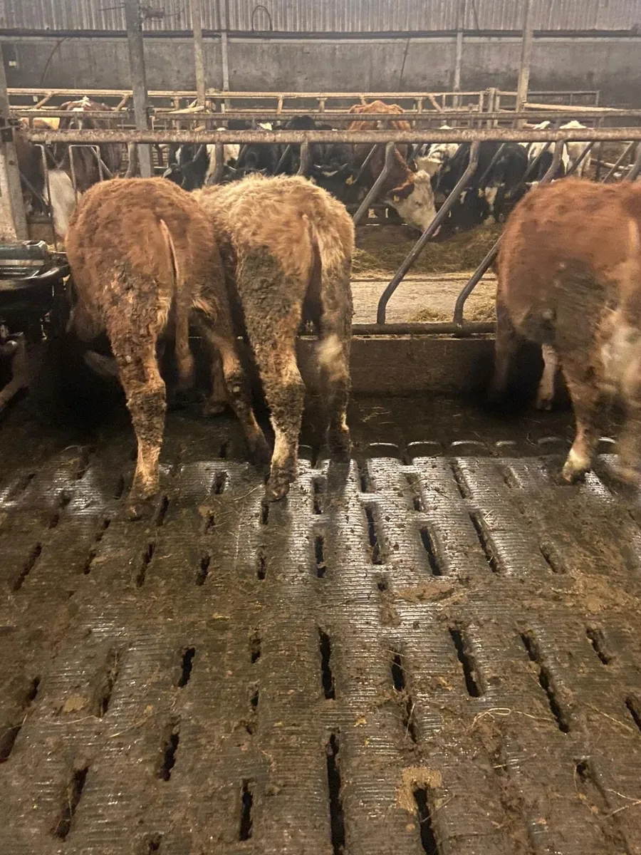 ⭐️ 5 super contenintal heifers⭐️ - Image 3