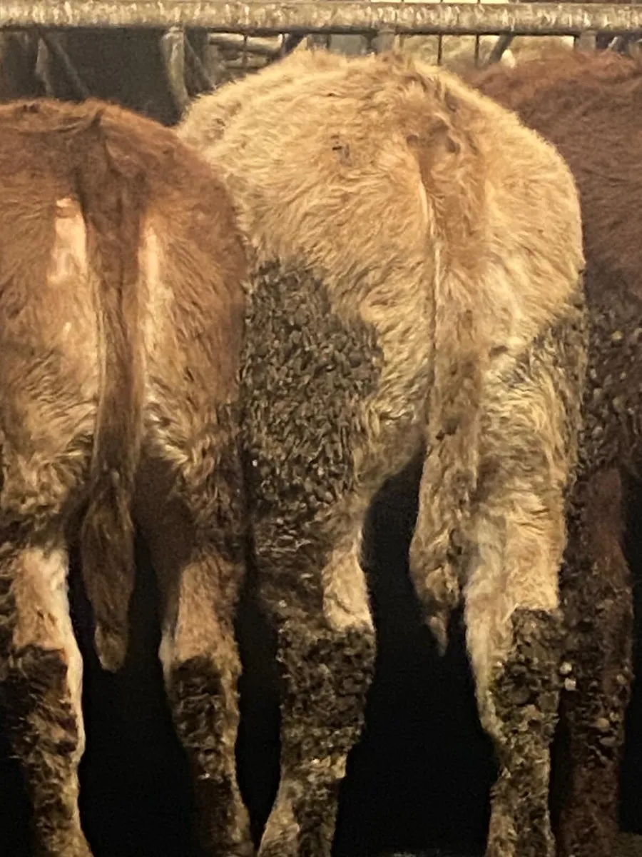 ⭐️ 5 super contenintal heifers⭐️ - Image 4