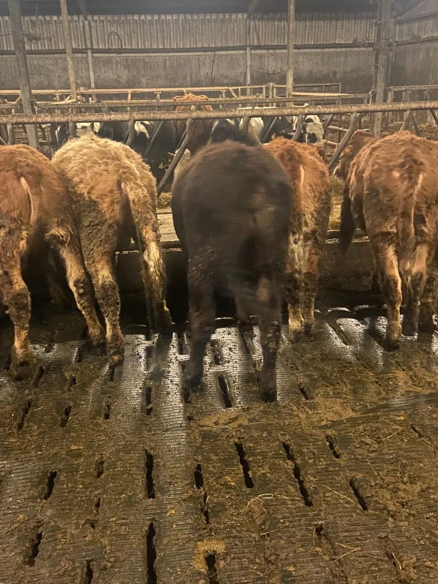 ⭐️ 5 super contenintal heifers⭐️ - Image 1