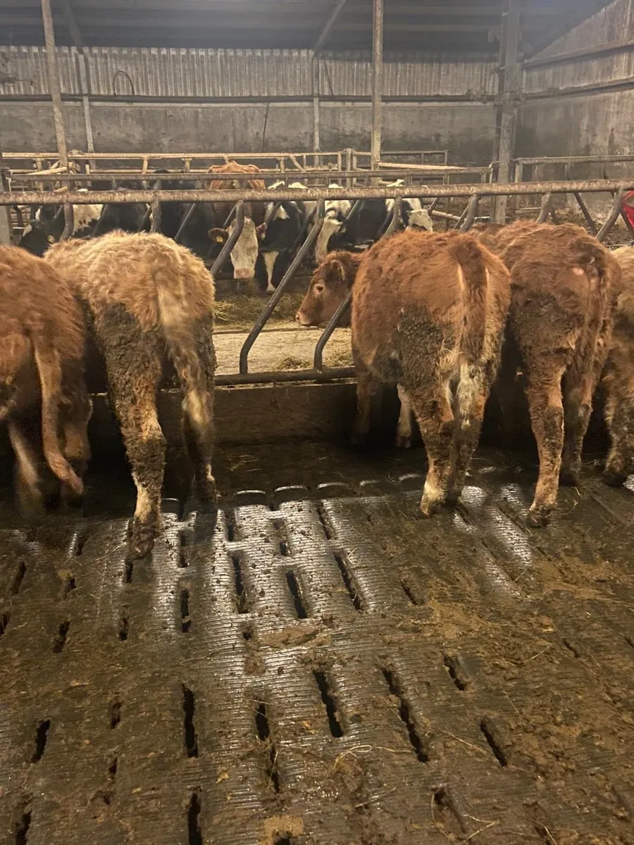 ⭐️ 5 super contenintal heifers⭐️ - Image 2