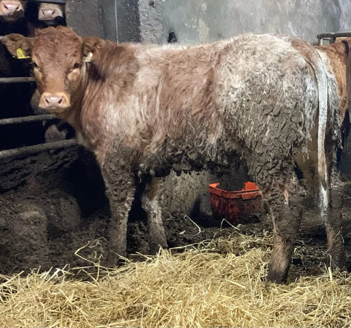 5 super cow makers - Image 1