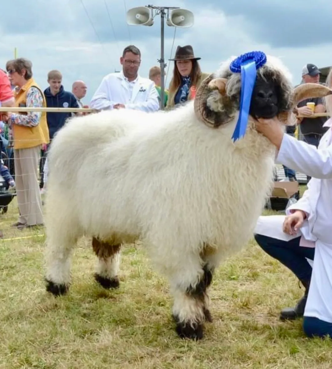 Valais Blacknose Ewes & Lambs - Image 4