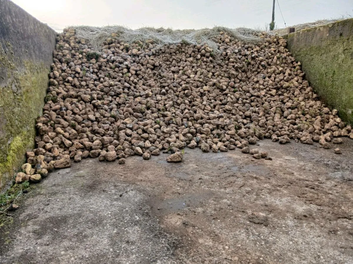 Enermax fodder beet - Image 1