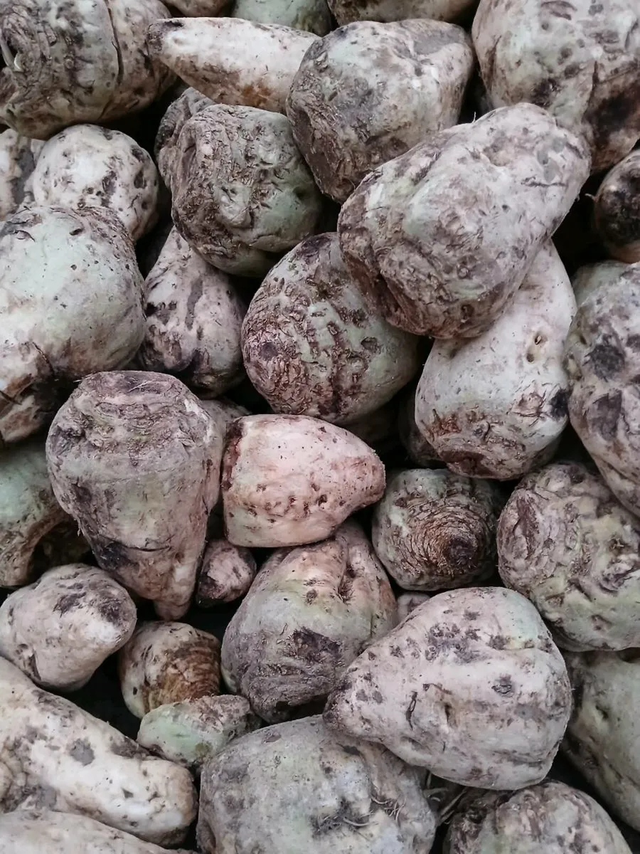 Enermax fodder beet - Image 2