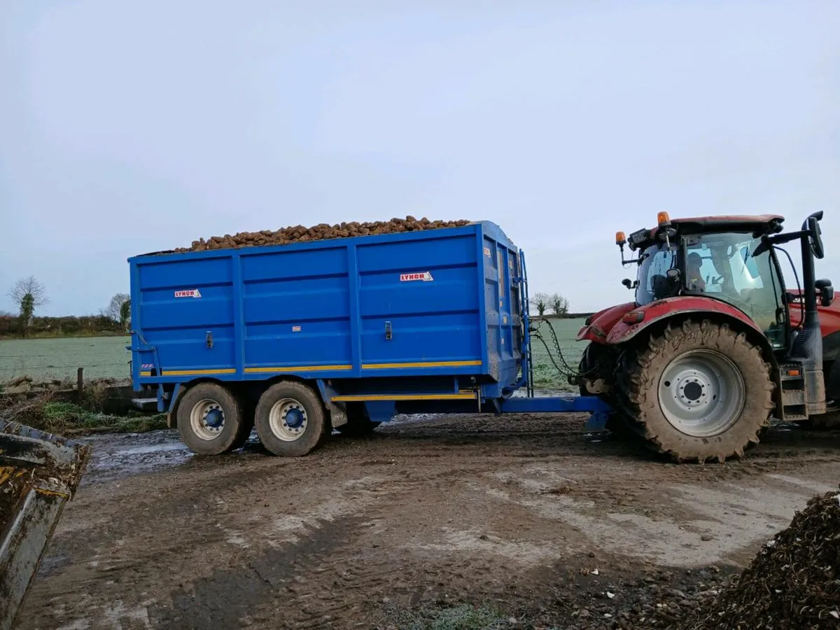 Enermax fodder beet - Image 3