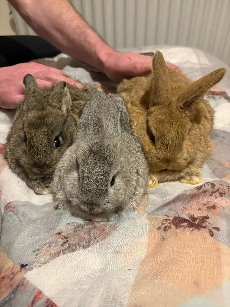 Baby rabbits  🐰 - Image 1