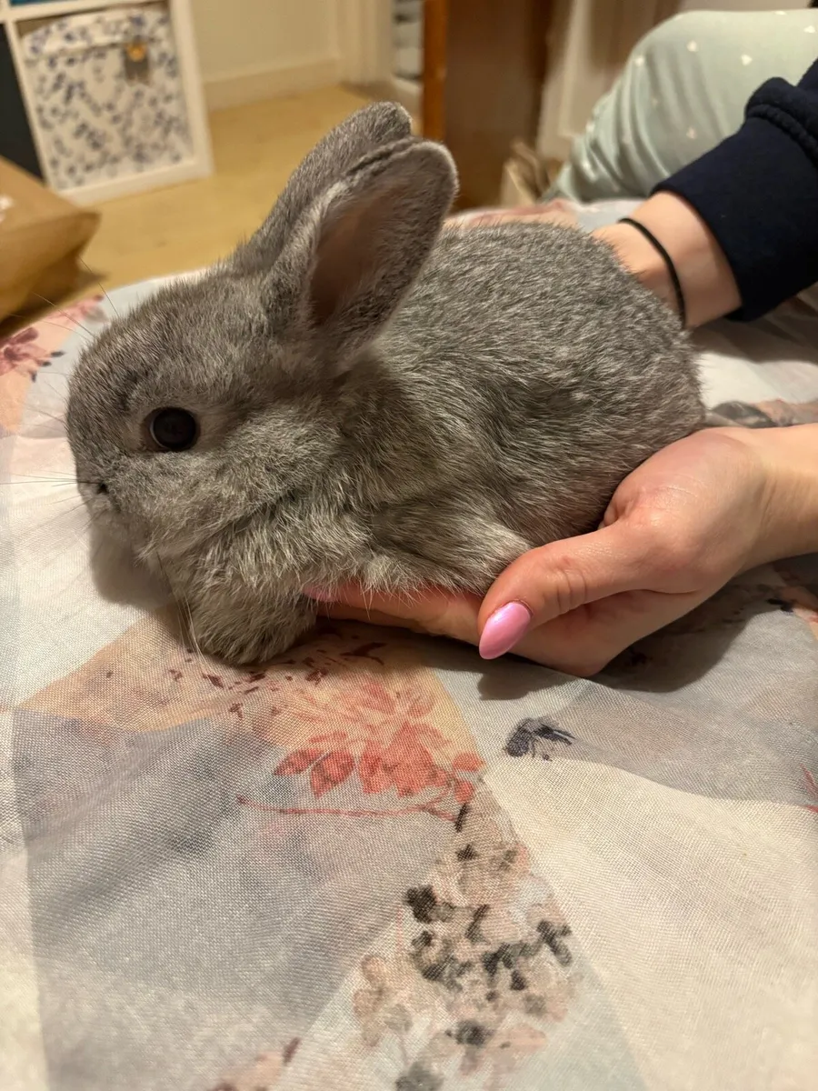 Baby rabbits  🐰 - Image 2