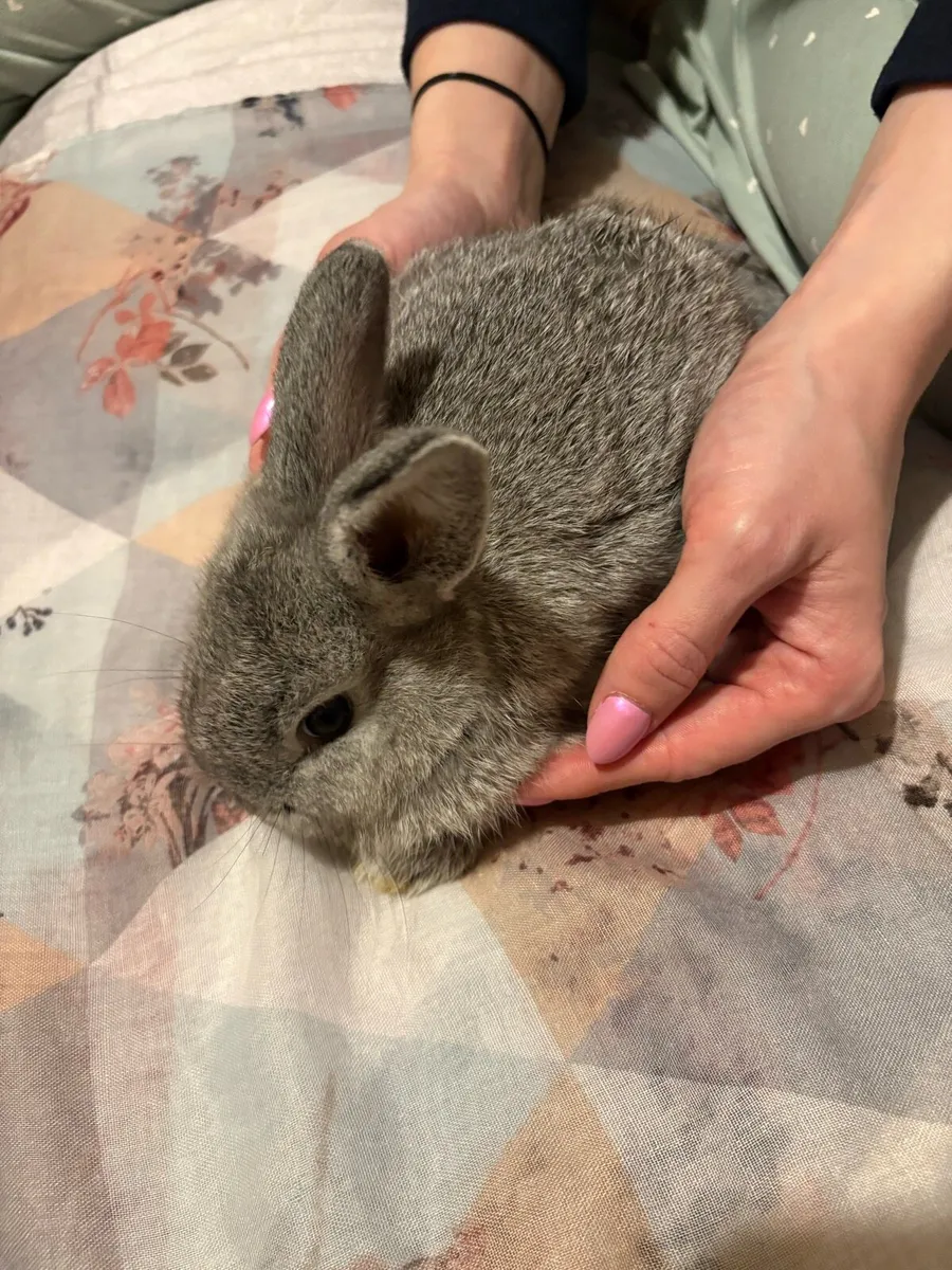 Baby rabbits  🐰 - Image 3