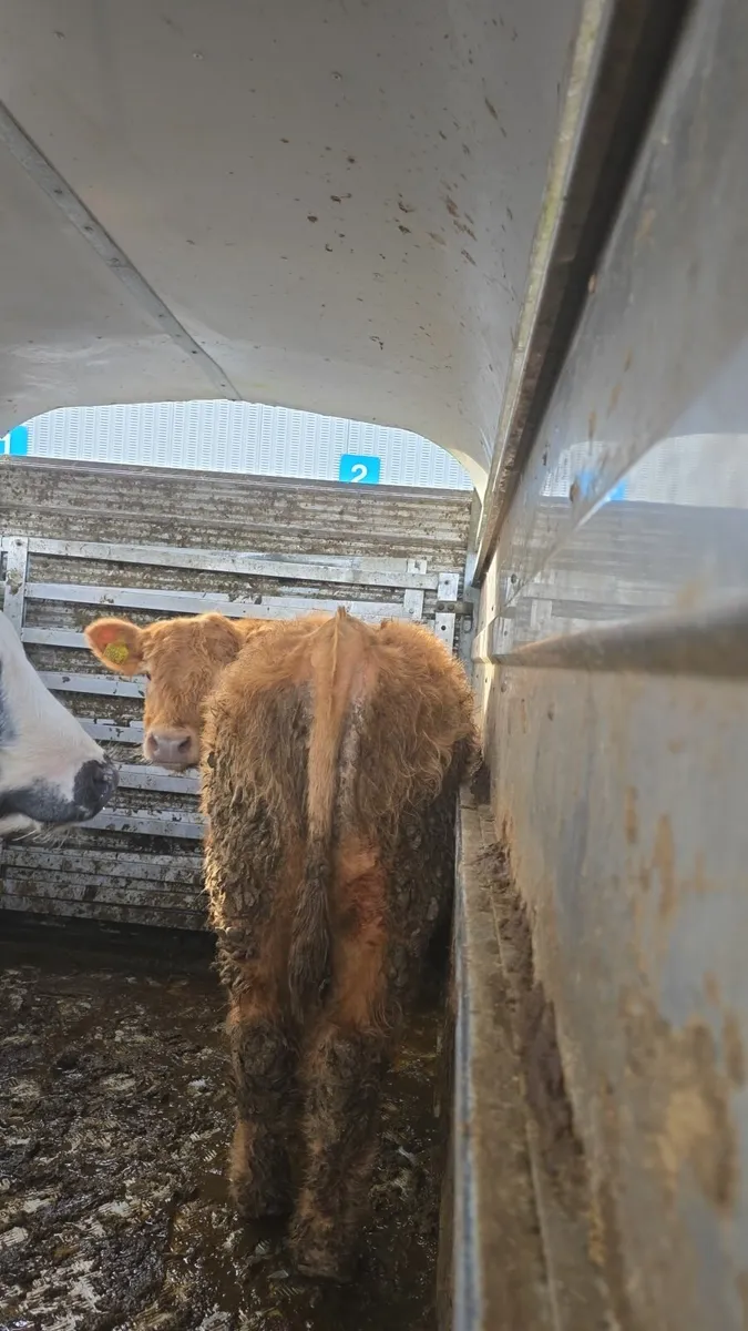 4 weanling bulls - Image 1