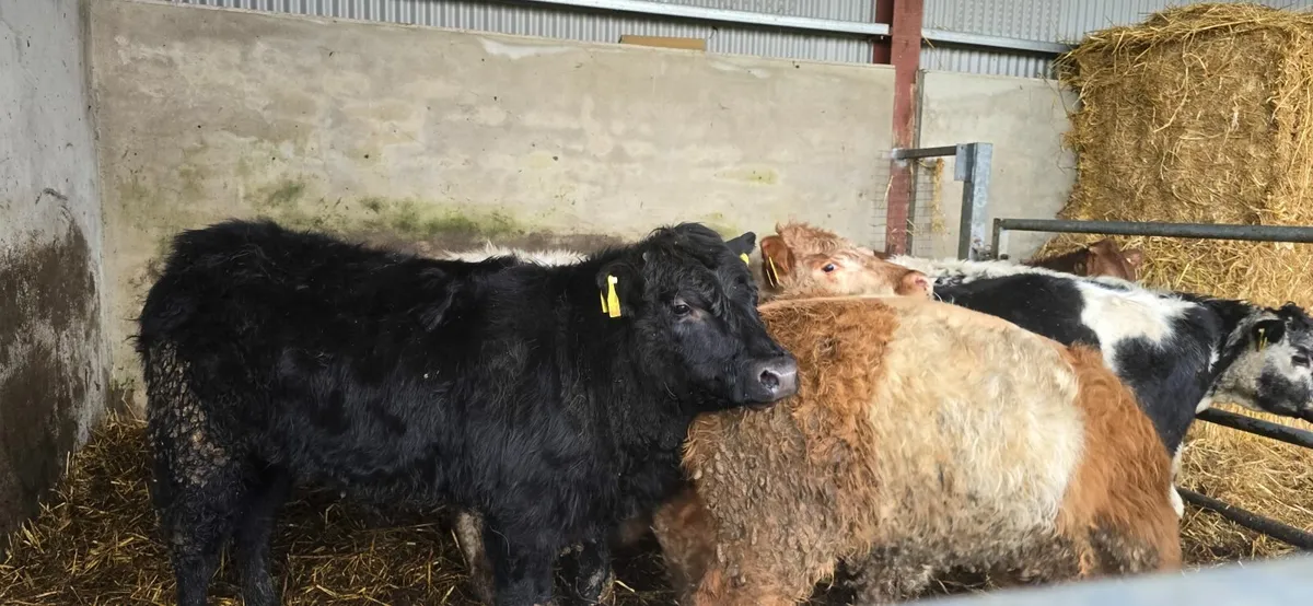 4 weanling bulls - Image 2