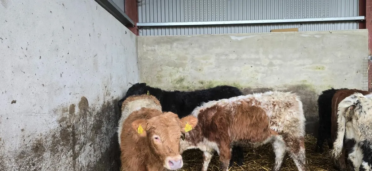 4 weanling bulls - Image 3