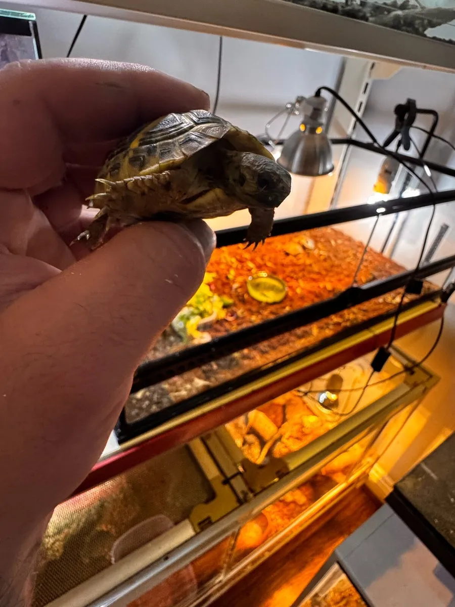 Tortoise hermanni - Image 1
