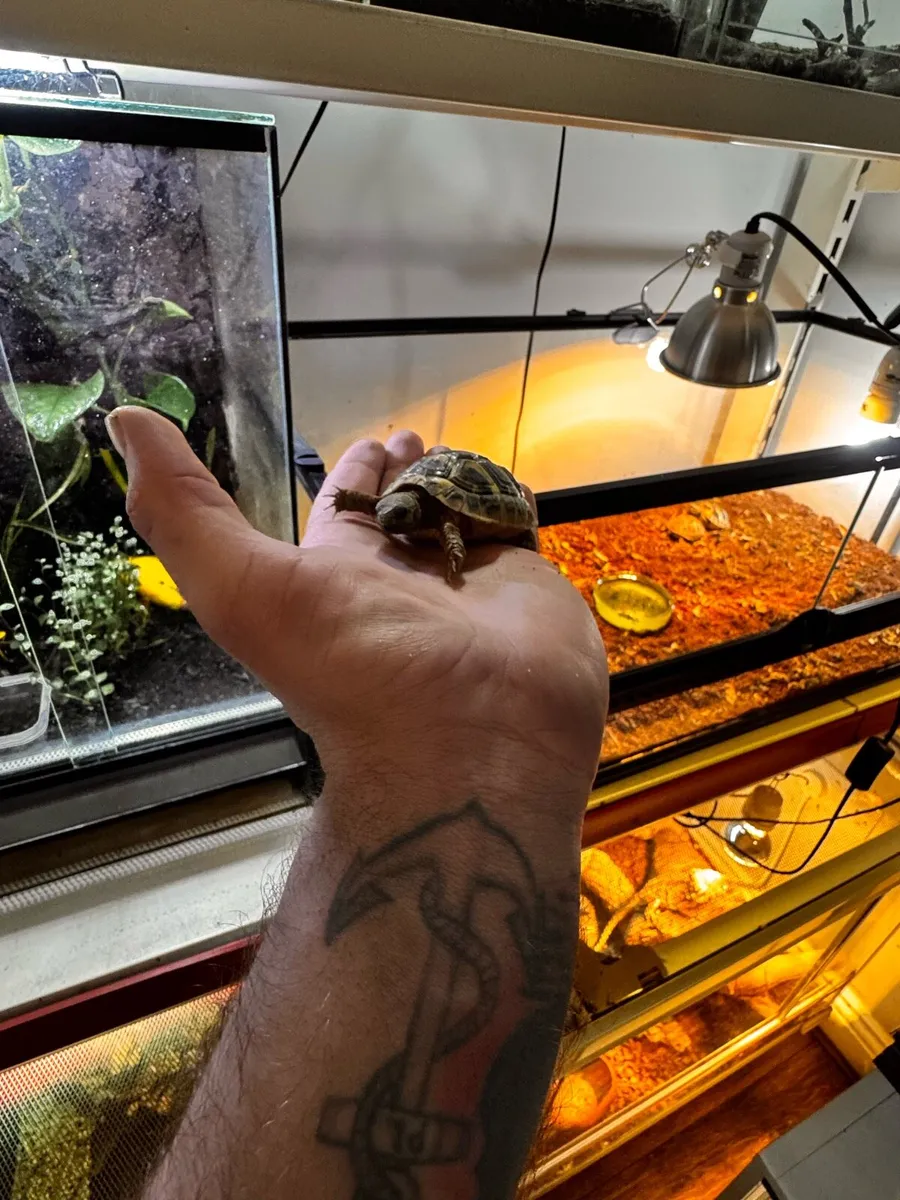 Tortoise hermanni - Image 2