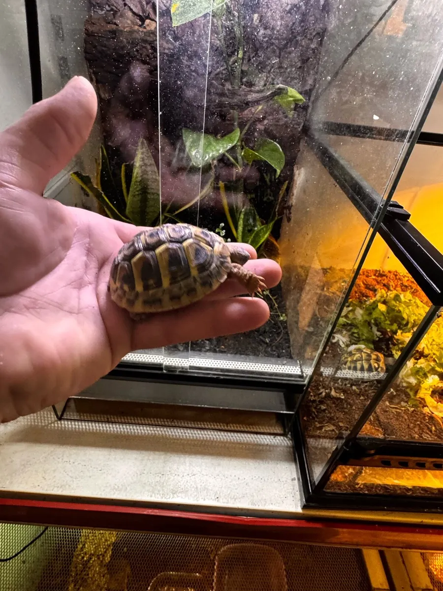 Tortoise hermanni - Image 3