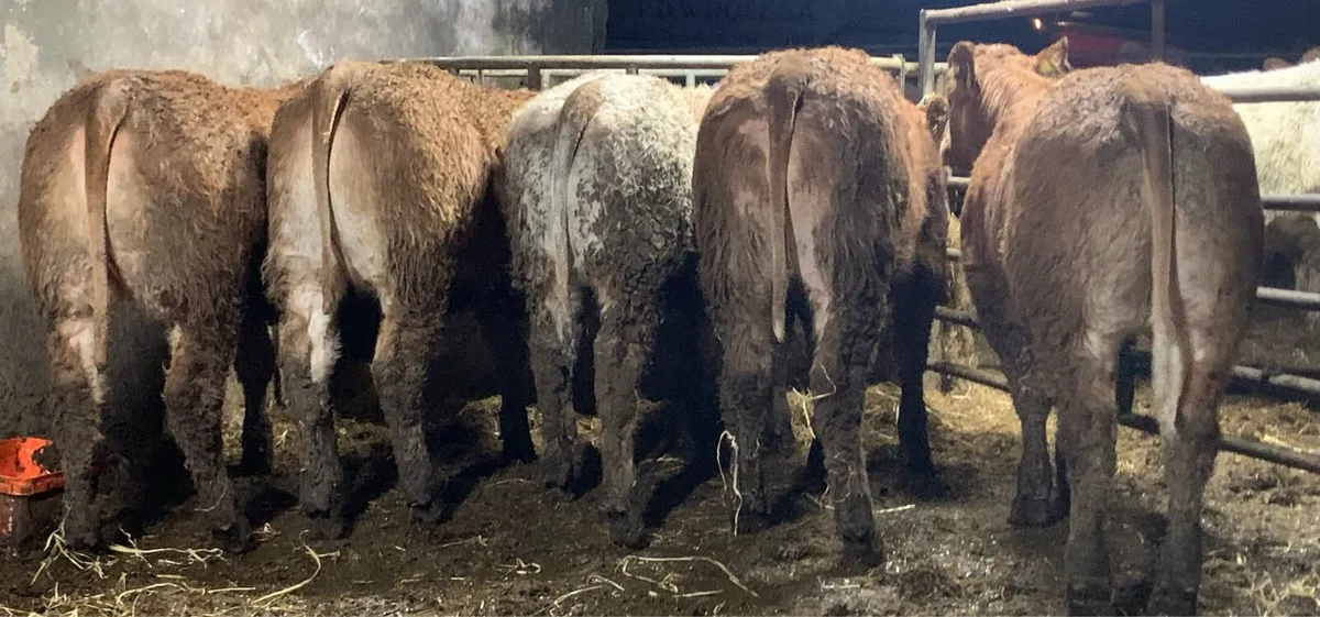 5 super cow makers - Image 3