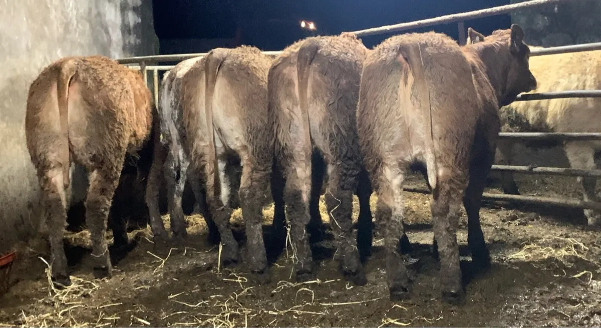 5 super cow makers - Image 4