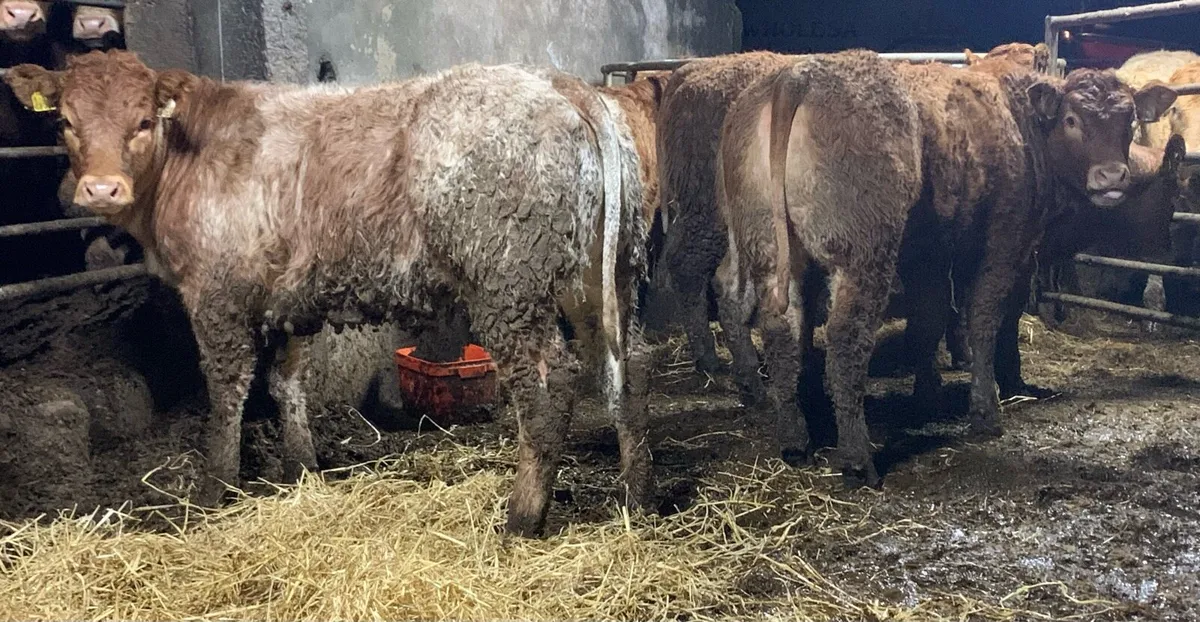 5 super cow makers - Image 2