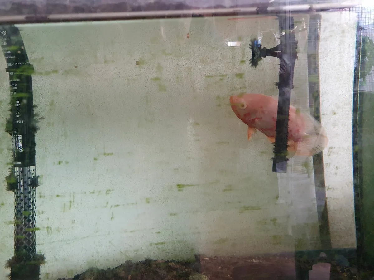 Fish tank - Image 2