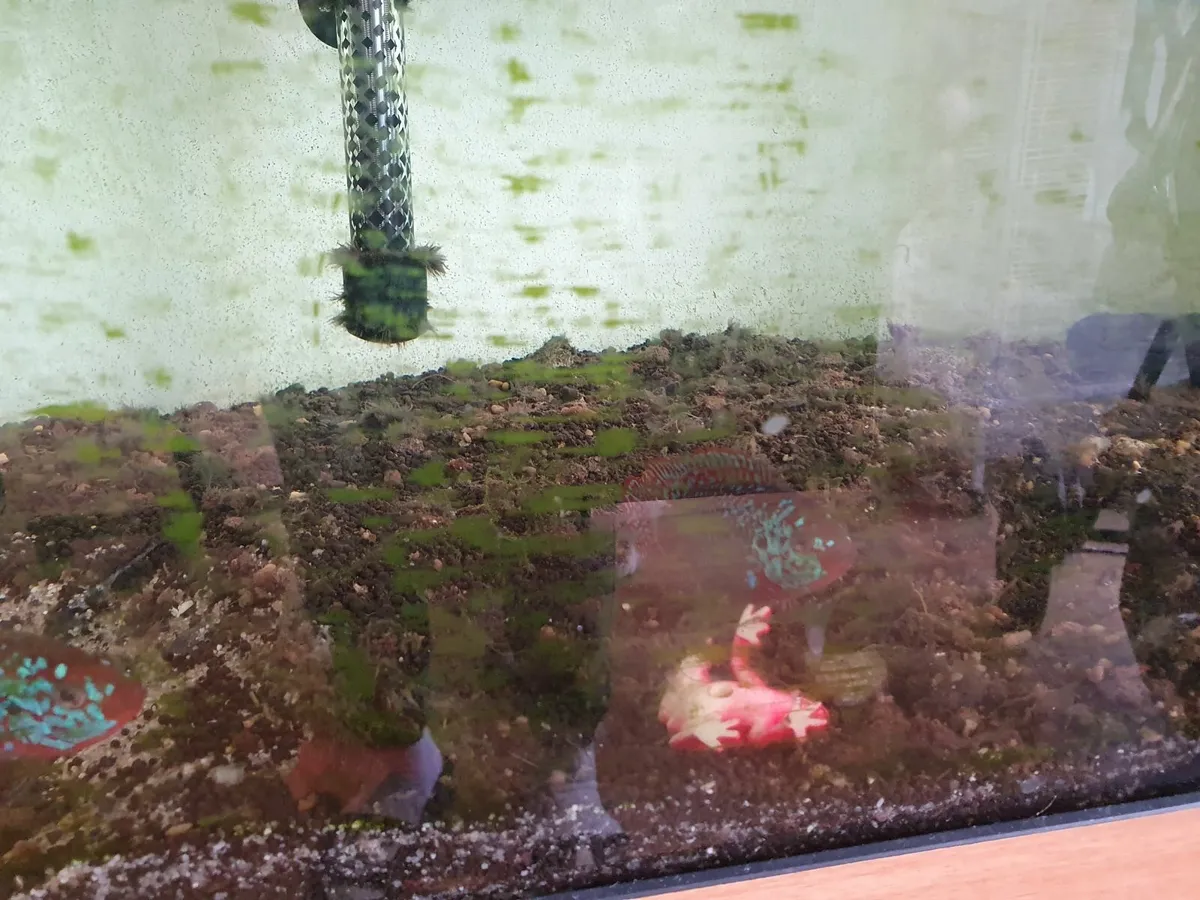 Fish tank - Image 3
