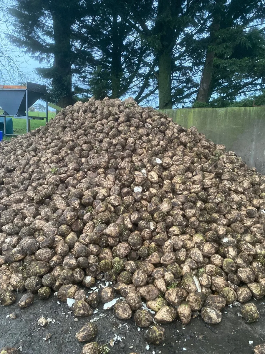 Sugar Beet - Image 1