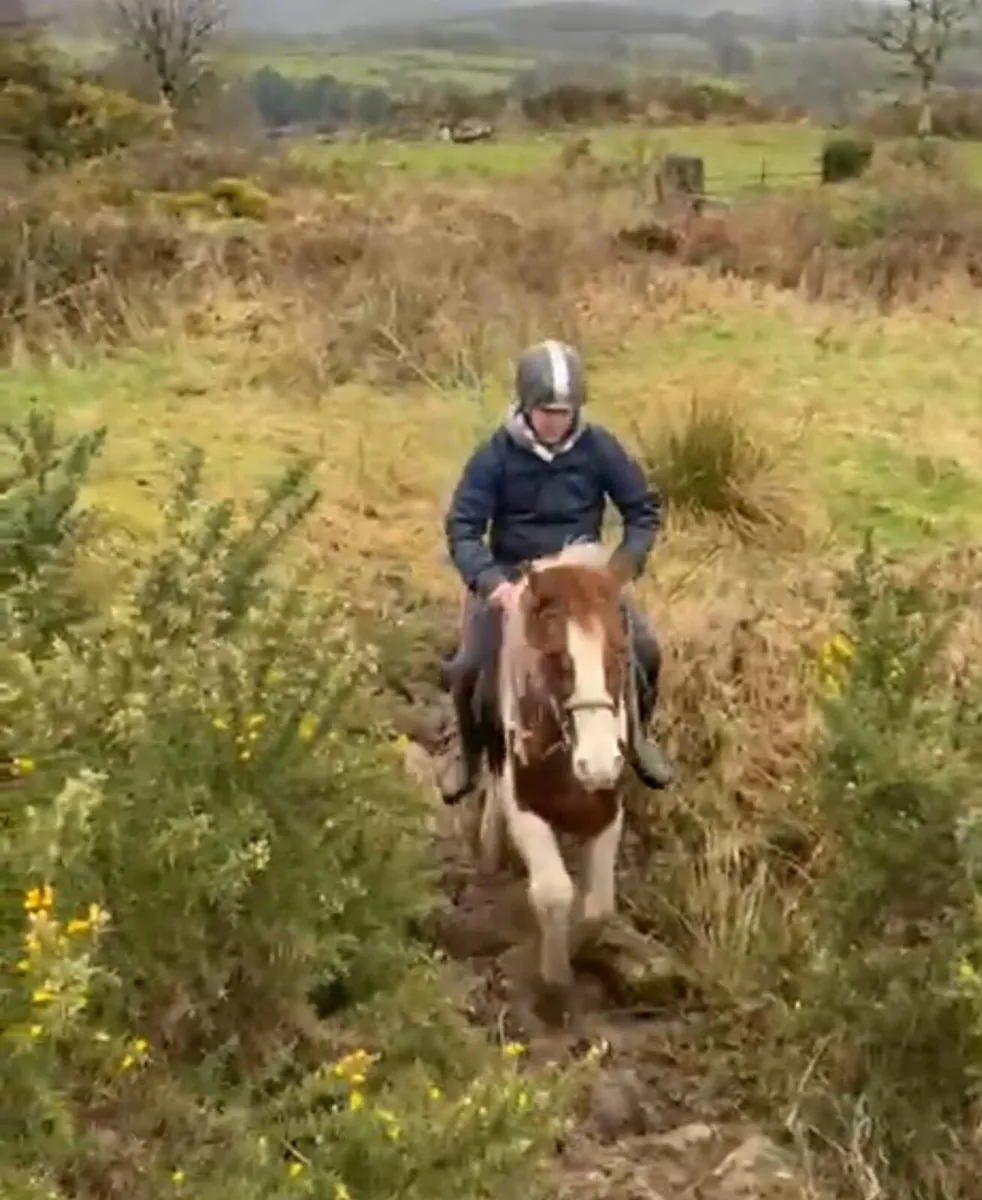 Stunning coloured 14.1 Cob mare - Image 3