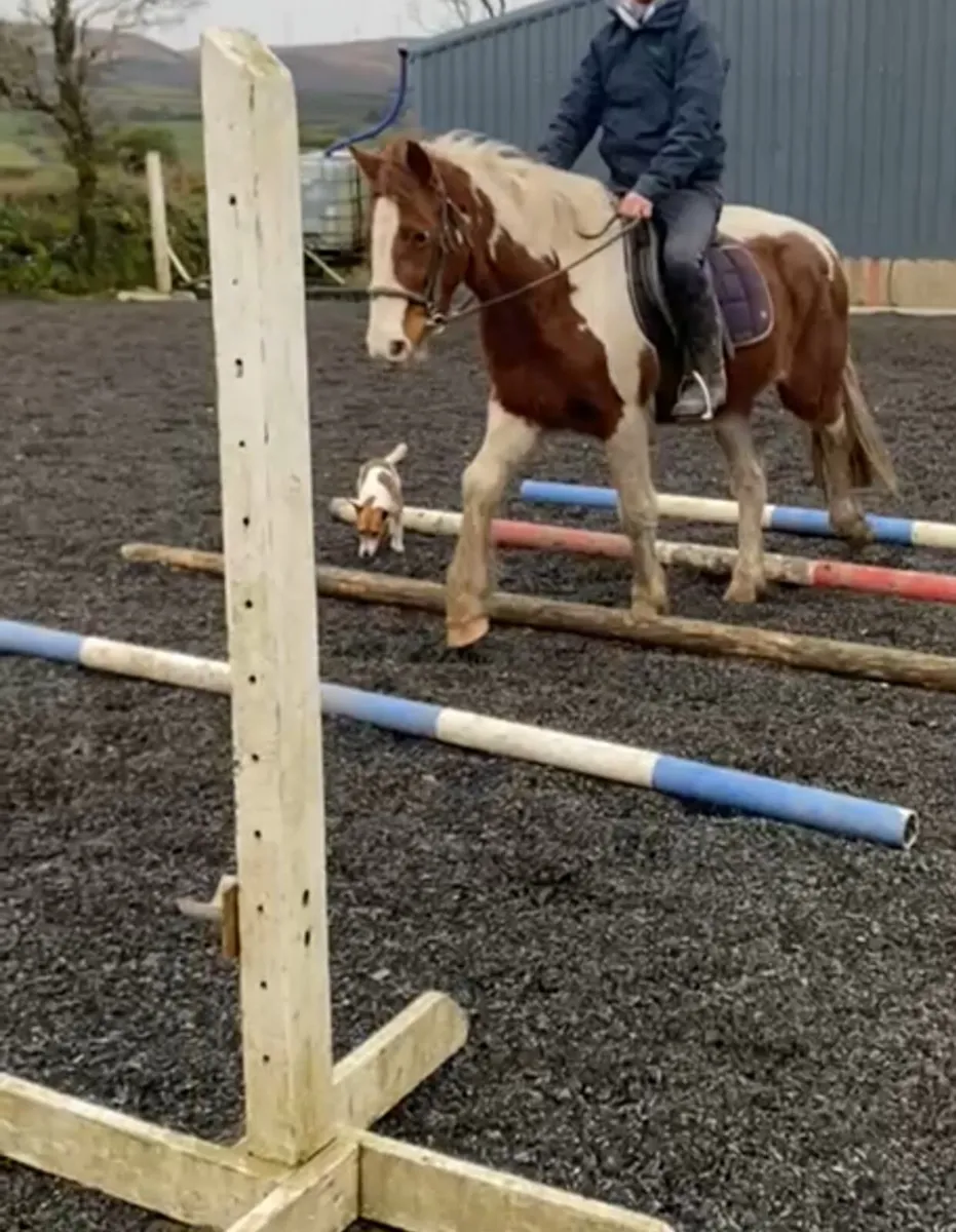 Stunning coloured 14.1 Cob mare - Image 4