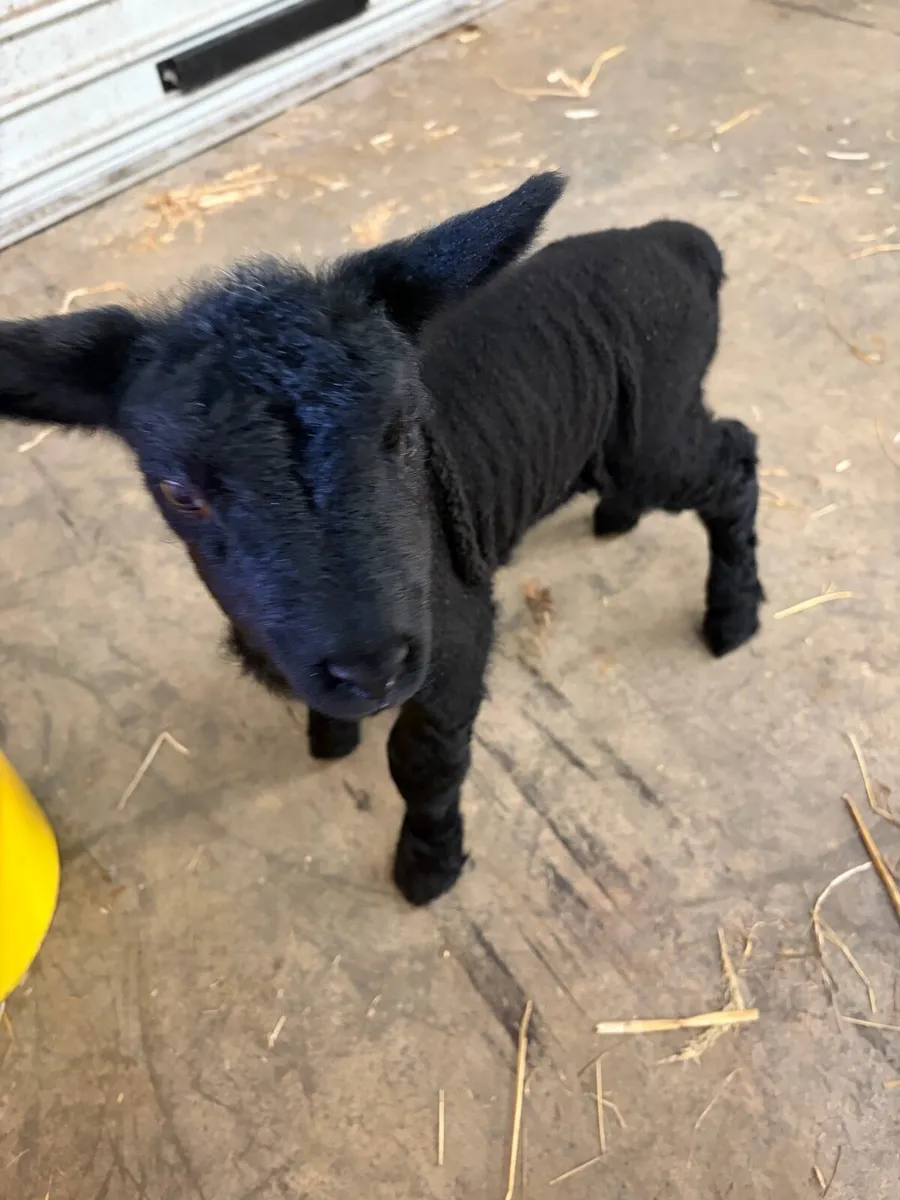 Pet lambs - Image 1